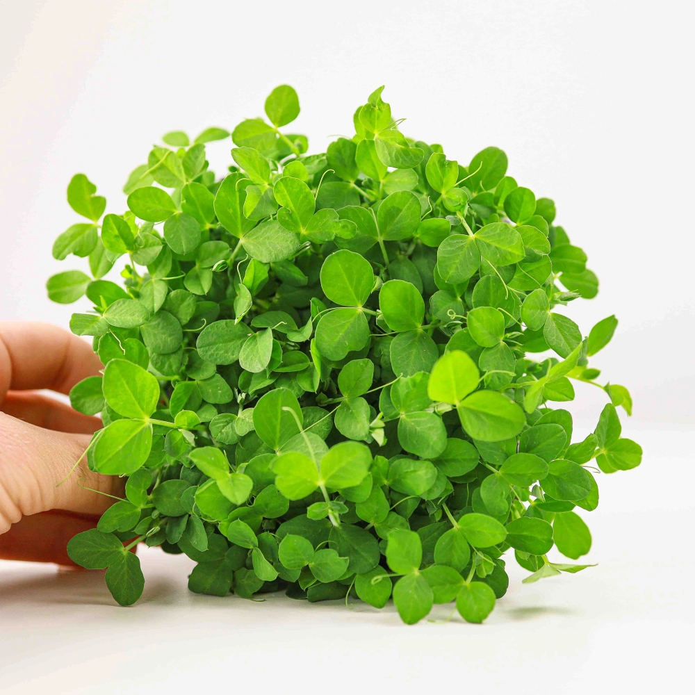 Salad  Pea di pisello fresco-0170.jpg