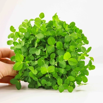 Salad  Pea di pisello fresco-0170.jpg