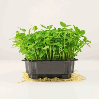 Salad Pea-0184.jpg