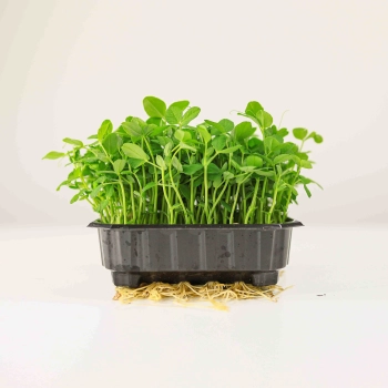 Salad Pea-0191.jpg