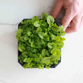 Acetosa rossa microgreens
