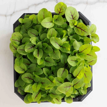 Microgreens Acetosa venata rossa