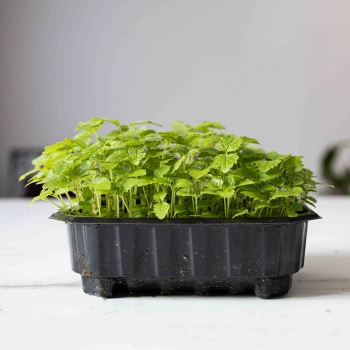 Semi microgreeens di erbe aromatiche-0437.jpg