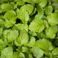 Semi microgreens di erbe aromatiche-0503.jpg