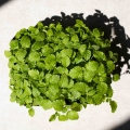Semi microgreens di erbe aromatiche-0484.jpg