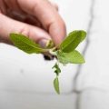Semi microgreens di erbe aromatiche-0424.jpg