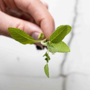 Semi microgreens di erbe aromatiche-0424.jpg