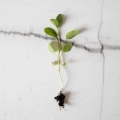 Semi microgreens di erbe aromatiche-0384.jpg