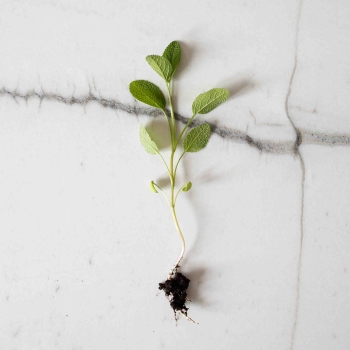 Semi microgreens di erbe aromatiche-0384.jpg