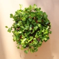 Radish Mixed micro greens seeds.webp