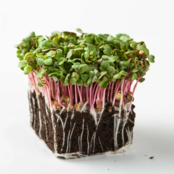 ravanello pink microgreens con radici