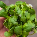 Girasole Big microgreens foglie-4437