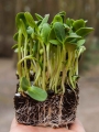 Girasole Big microgreens sul suolo
