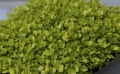 microgreens di sedano