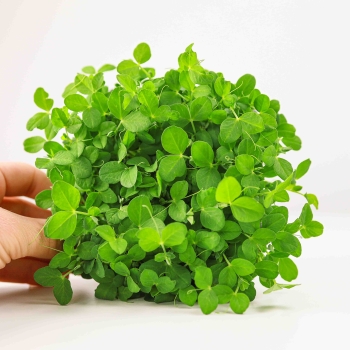 BIO Pisello verde Dunn, semi microgreens