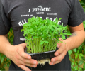 microgreens-di-pisello.png