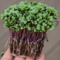 microgreens di cavolo rapa con radici in mano