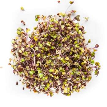 germogli rossi di cavolo rapa