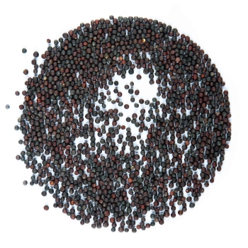 semi microgreens di cavolo rapa rosso