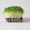 microgreens di cime di rapa-9498.jpg
