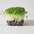 Microgreens di cime di rapa-9499.jpg
