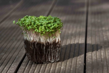 microgreens di rucola con radici