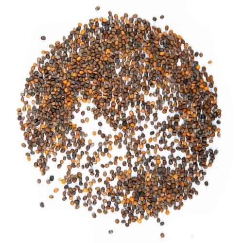 semi microgreens di rucola