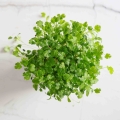 Microgreens di coriandolo-9568.jpg