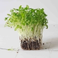 microgreens di coriandolo-9529.jpg