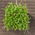 microgreens di cilantro coriandolo