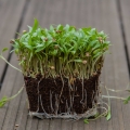 microgreens di cilantro coriandolo con radici