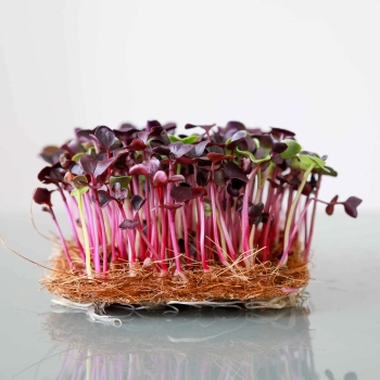 microgreens red rambo biologico 0545.jpg