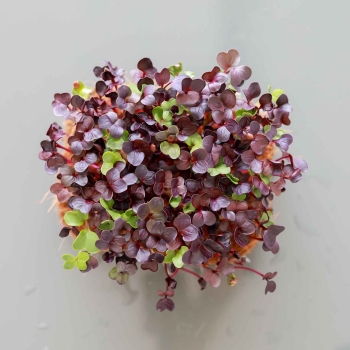 Microgreens ravanello rosso biologico 0569.jpg