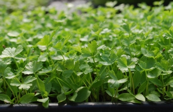 microgreens di prezzemolo