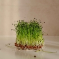 Aglio Microgreens