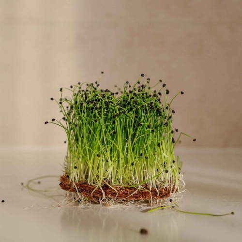 Aglio Microgreens