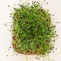 Erba cipollina cinese microgreens