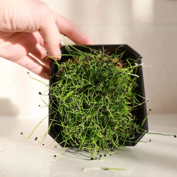 Germogli di aglio Microgreens