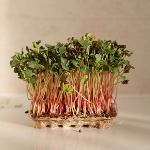 microgreens di grano saraceno 0725.jpg