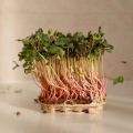 microgreens di grano saraceno completamente cresciuti.jpg