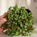 micro greens grano saraceno 0789.jpg