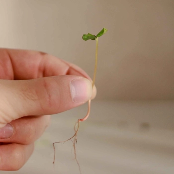 semi microgreens di grano saraceno germogli 0740.jpg
