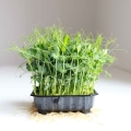 Organic Pea Microgreens.jpg