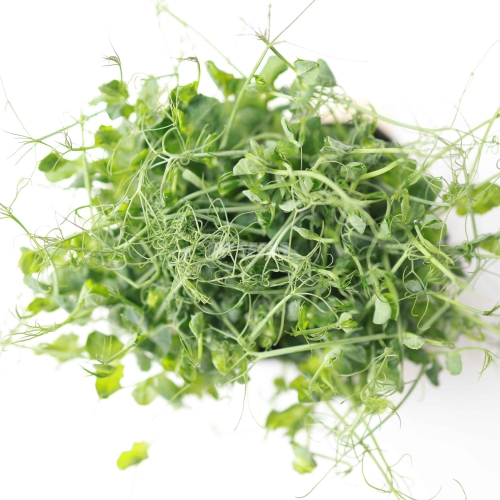 BIO Organic Pea Afilla Microgreens Shoots.jpg