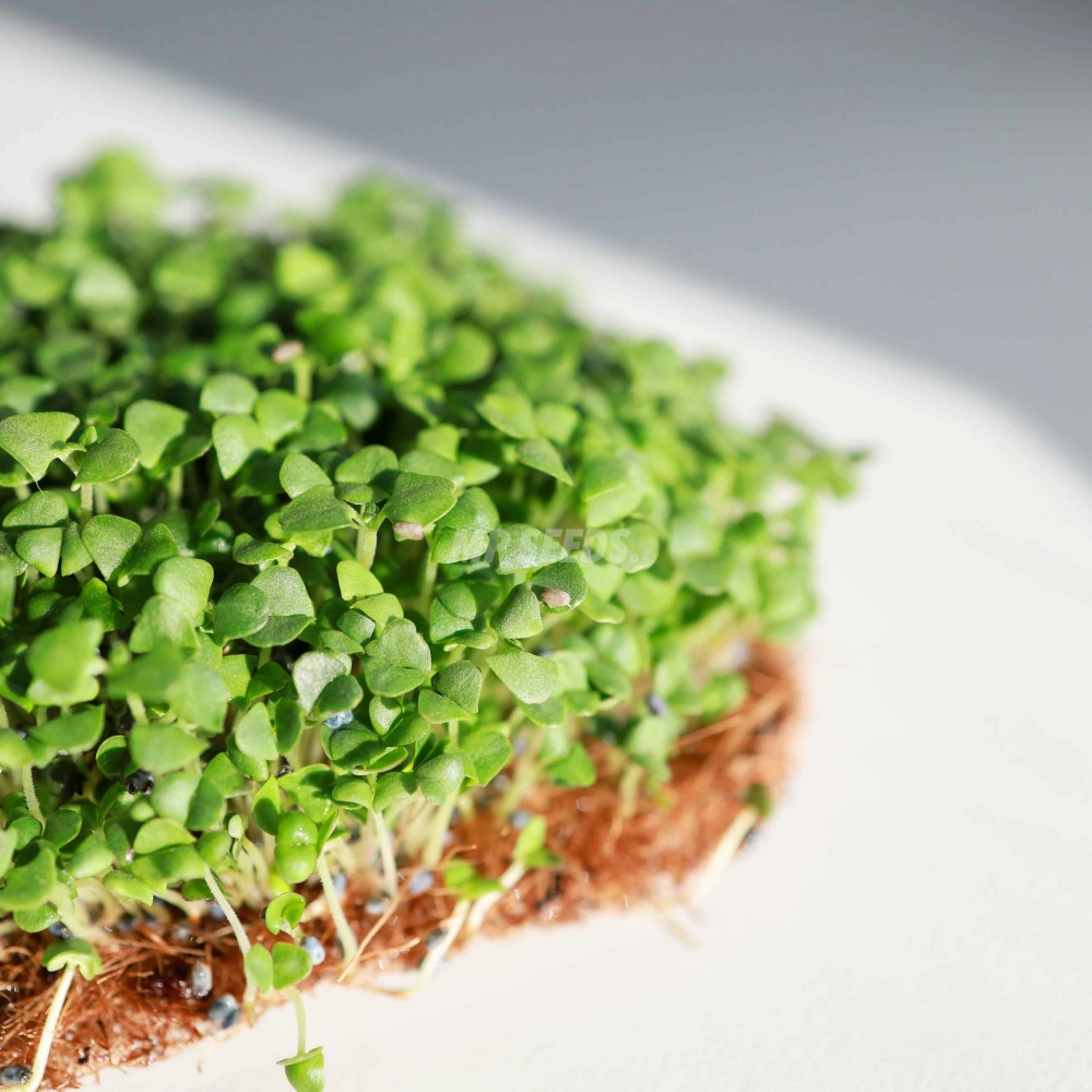 Basil Cinnamon Seeds.jpg