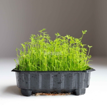 Carrot Microgreens Seeds.jpg