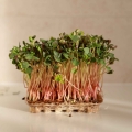 microgreens grano saraceno 0725.jpg