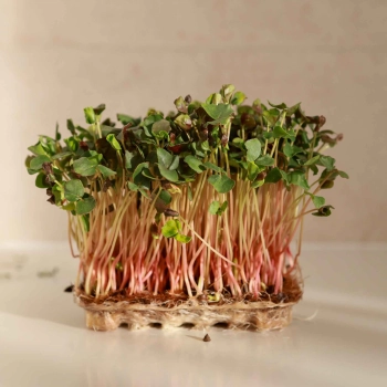 microgreens grano saraceno 0725.jpg