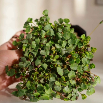 micro greens  grano saraceno bio 0789.jpg