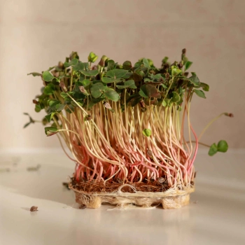 microgreens grano saraceno completamente cresciuti.jpg